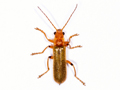 Cantharis cryptica